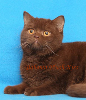 британская шоколадная кошка котенок одесса британская шоколадная кошка котенок Одесса
