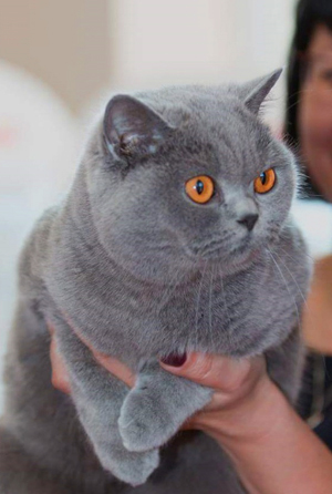 британская голубая кошка котенок одесса британская гоубая кошка котенок Одесса