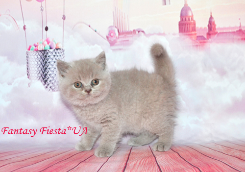 британский котенок одесса британский котенок Одесса