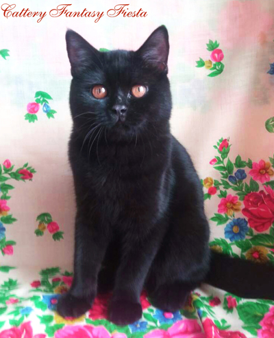 британский котенок одесса британский котенок Одесса