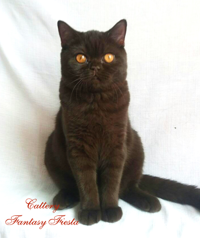британский котенок одесса британский котенок Одесса