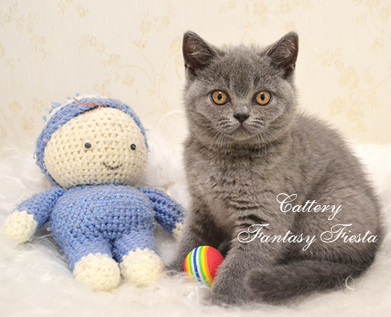 british blue female british blue female