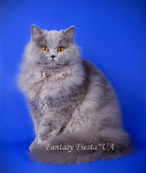 британская черная кошка котенок одесса британская черная кошка котенок Одесса
