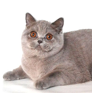 британская голубая кошка котенок Одесса