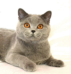 британская голубая кошка котенок Одесса