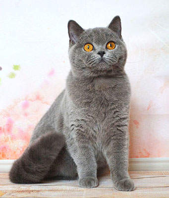 британская голубая кошка  котенок Одесса