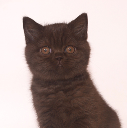 Британский шоколадный котенок