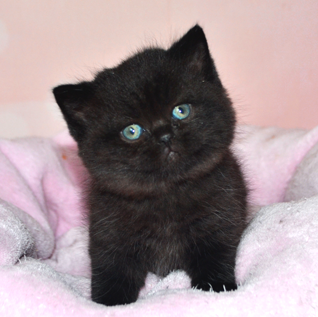 british black kitten