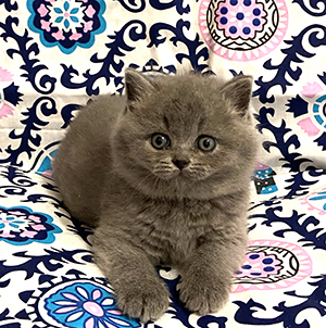Blue british kitten