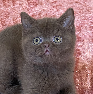 British chocolate kitten