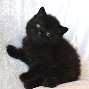 Black british kitten