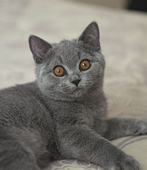 британская голубой кошка  котенок Одесса