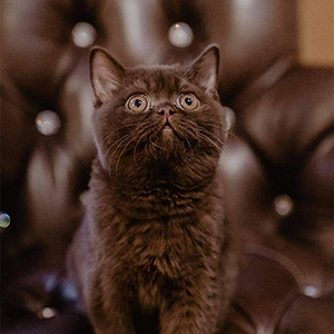 Chocolate british kitten wiena