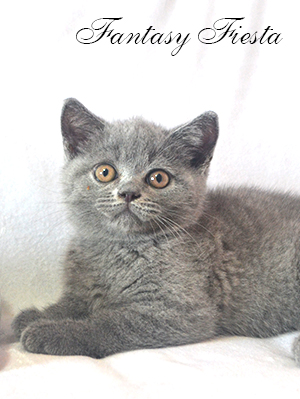 британская голубой кошка  котенок Одесса
