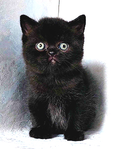 британская черная кошка  котенок Одесса