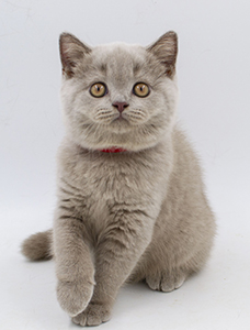 британская лиловый кошка  котенок Одесса