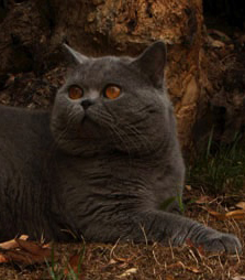 GIC eyesore of Daisy's Home, british blue cat