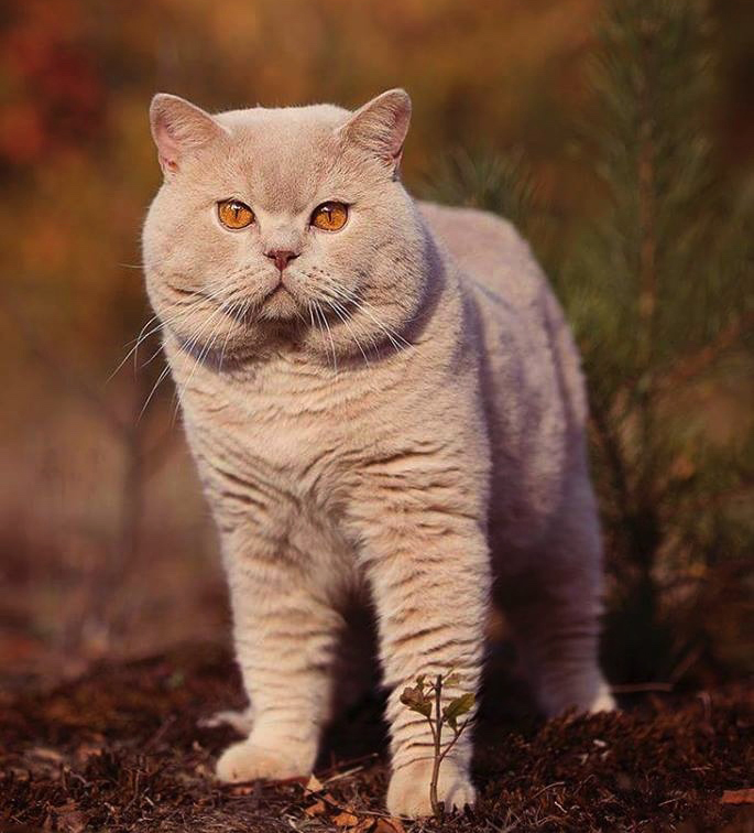 Iven from Murlandyia, british cream cat