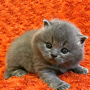 blue british kitten